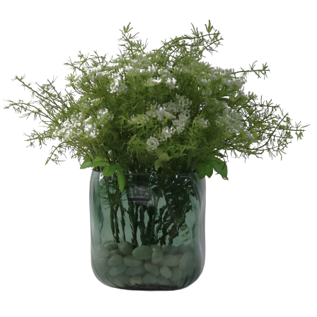 Queen Anne's Lace Foliage Mix