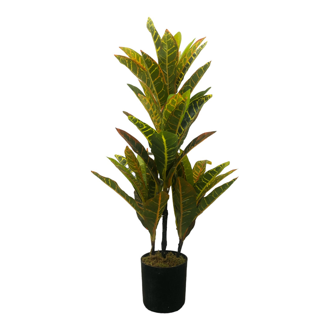 Garden Croton 57cm.