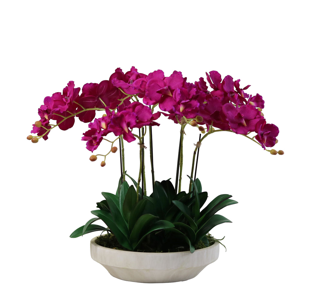 Vanda Orchid Arrangement