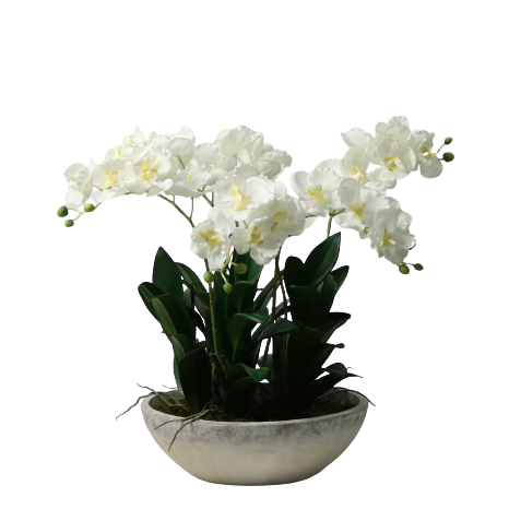 Vanda Orchid Arrangement